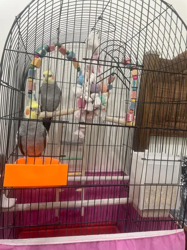 عروس هلندی سخنگو|پرنده|پردیس, فاز ۸|دیوار