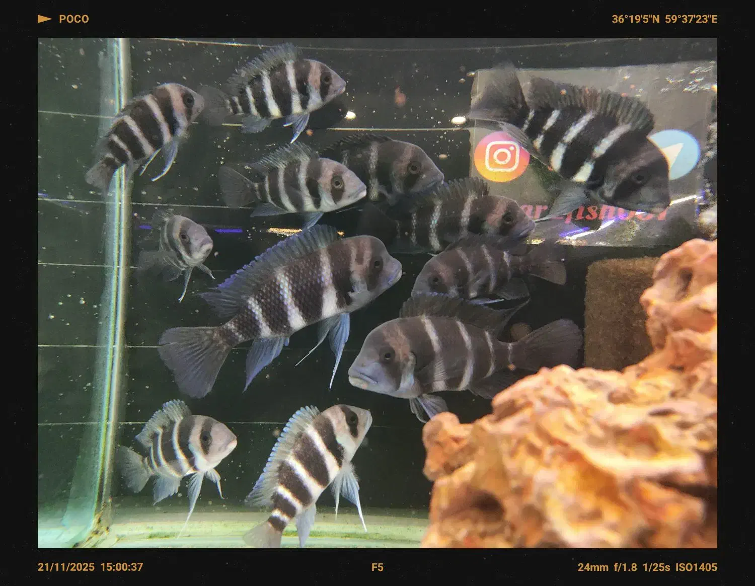 فرانتوزا فرانتوسا|ماهی|مشهد, فاطمیه|دیوار