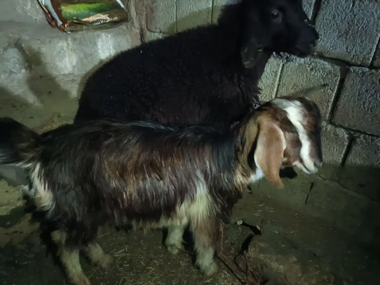 بز ماده|حیوانات مزرعه|خلیفان, |دیوار