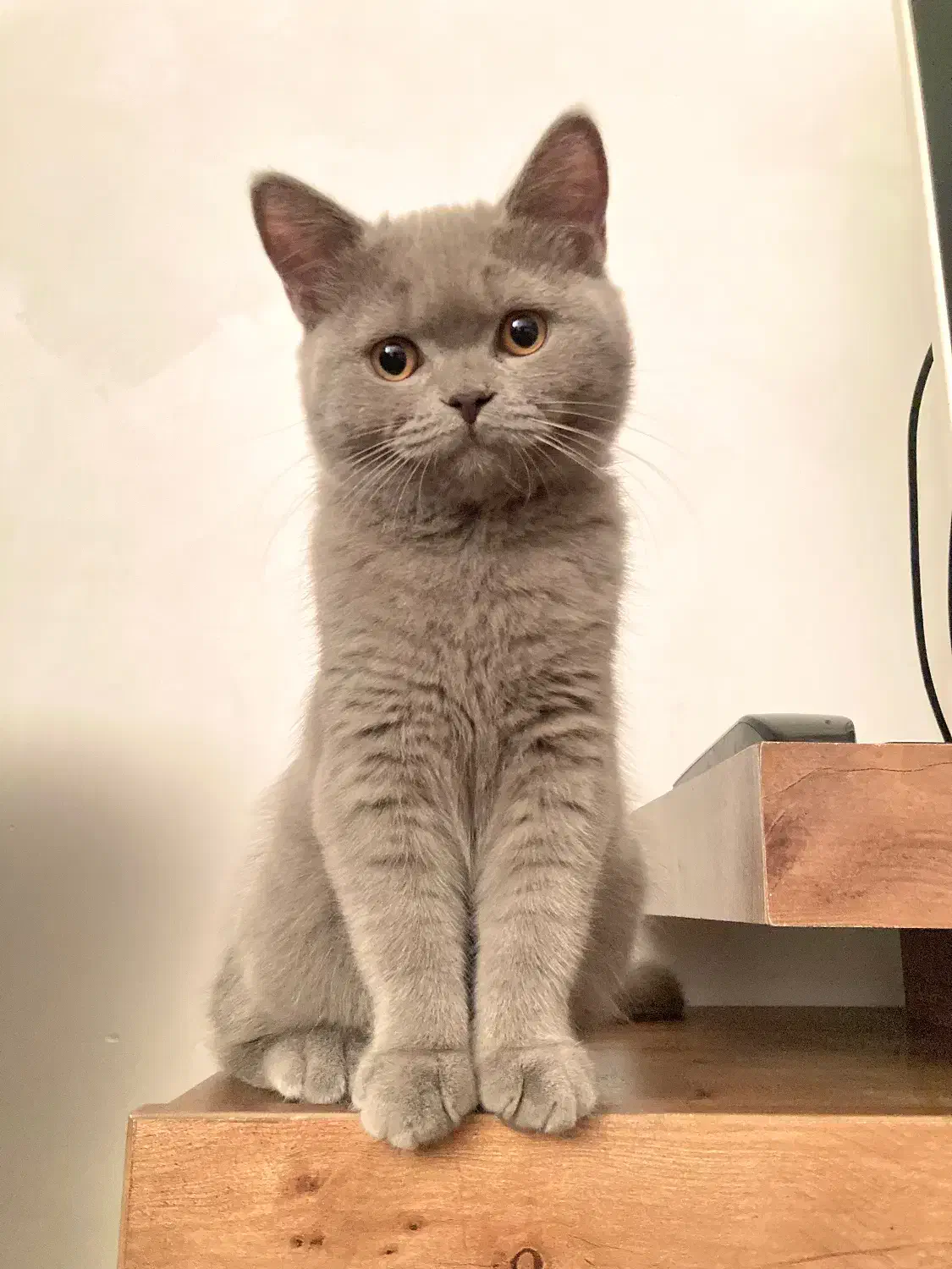 گربه بریتیش رنگ لیلاک|گربه|بندرعباس, |دیوار