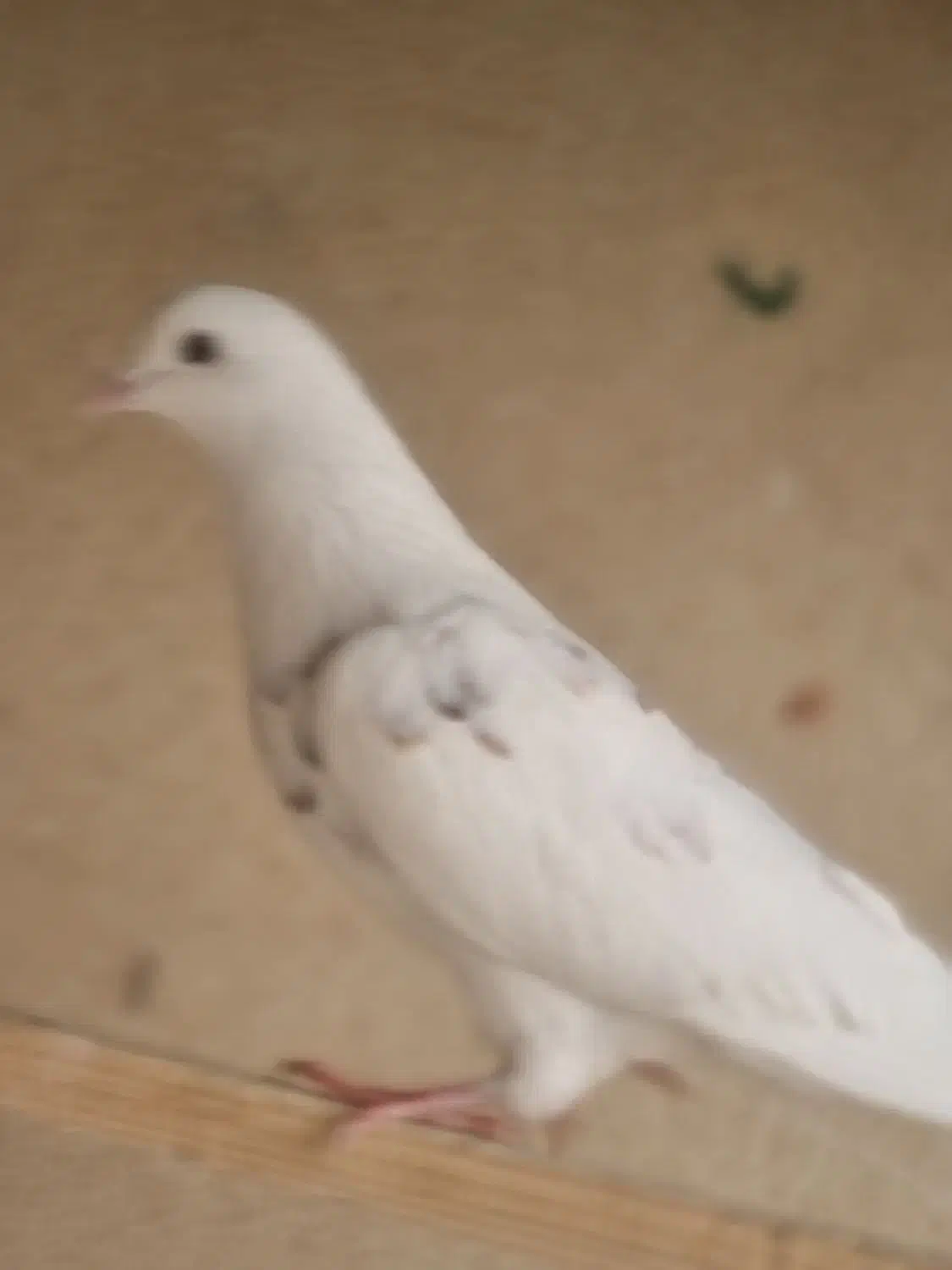 کفتر سفید پرش. سنگین|پرنده|فردیس, شهرک ۱۱۰|دیوار