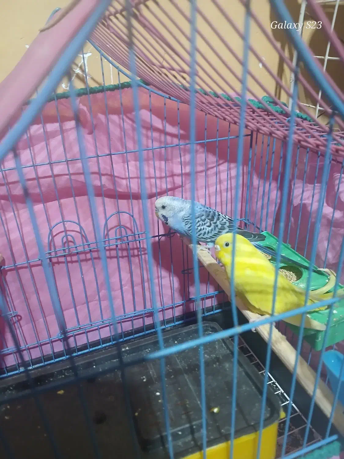 مرغ عشق|پرنده|جیرفت, |دیوار