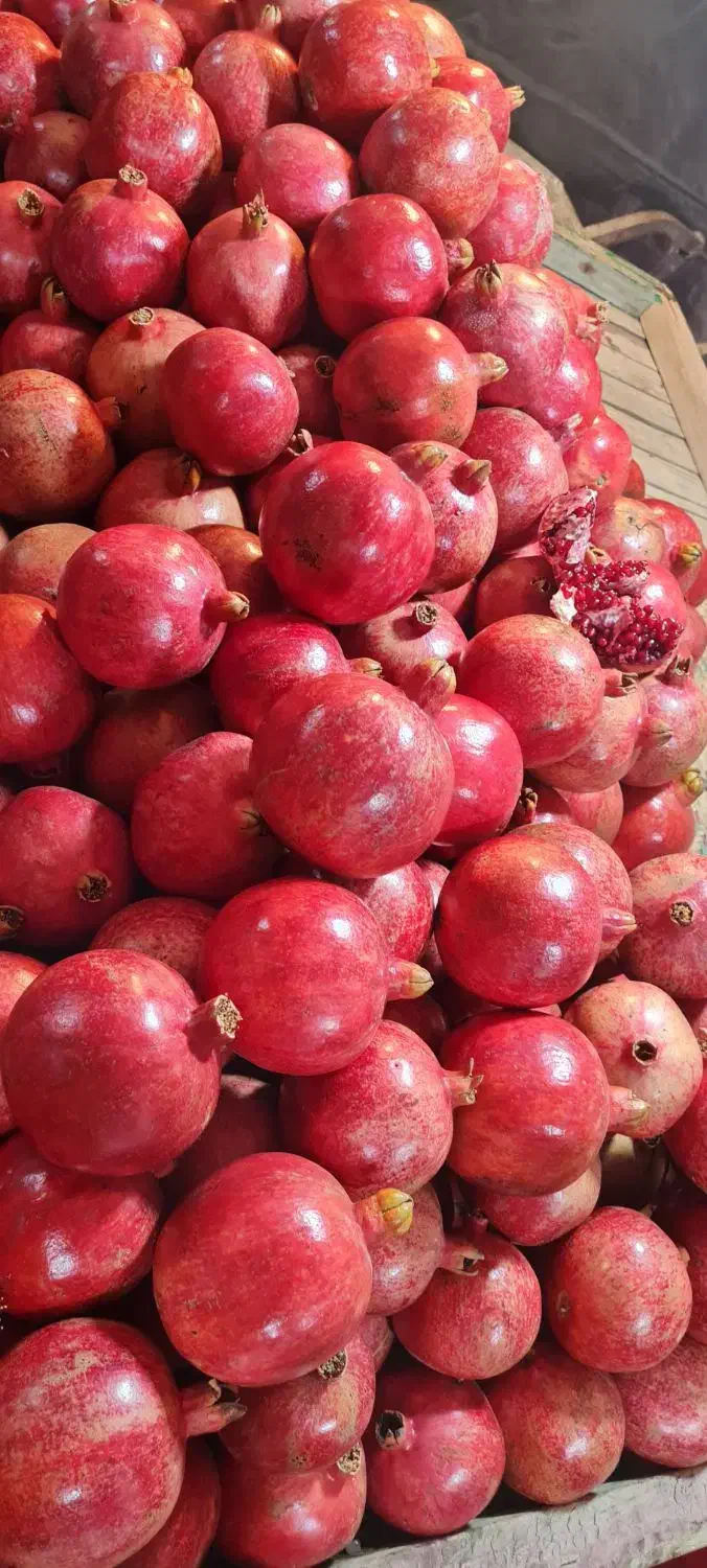 اجاره باغ انار|خدمات باغبانی و درختکاری|سیدان, |دیوار