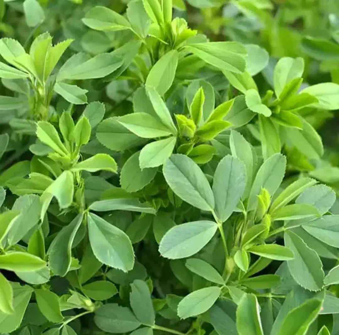 کاه یونجه 1 تن|خدمات باغبانی و درختکاری|یاسوج, |دیوار