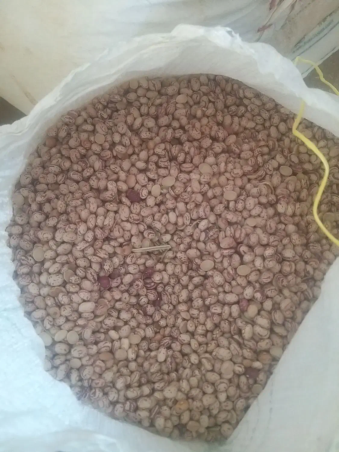 لوبیا چیتی|خوردنی و آشامیدنی|زنده رود, |دیوار