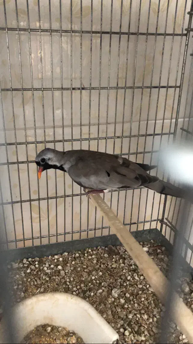 جفت ابلغ تک خال با یه جفت ناماکوا|پرنده|شیراز, شهرک مدرس|دیوار