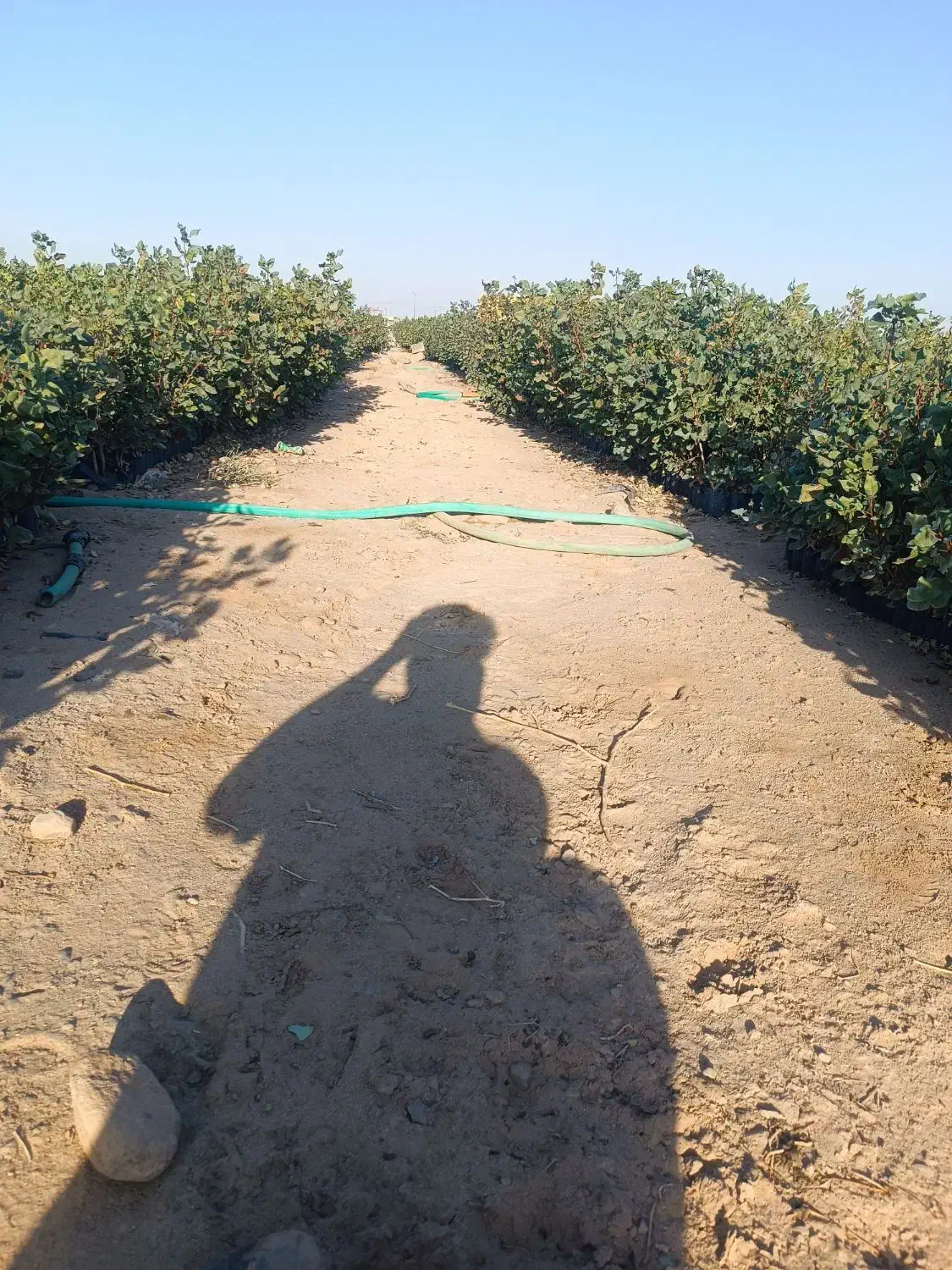 فروش نهال پسته|خدمات باغبانی و درختکاری|اردکان, |دیوار