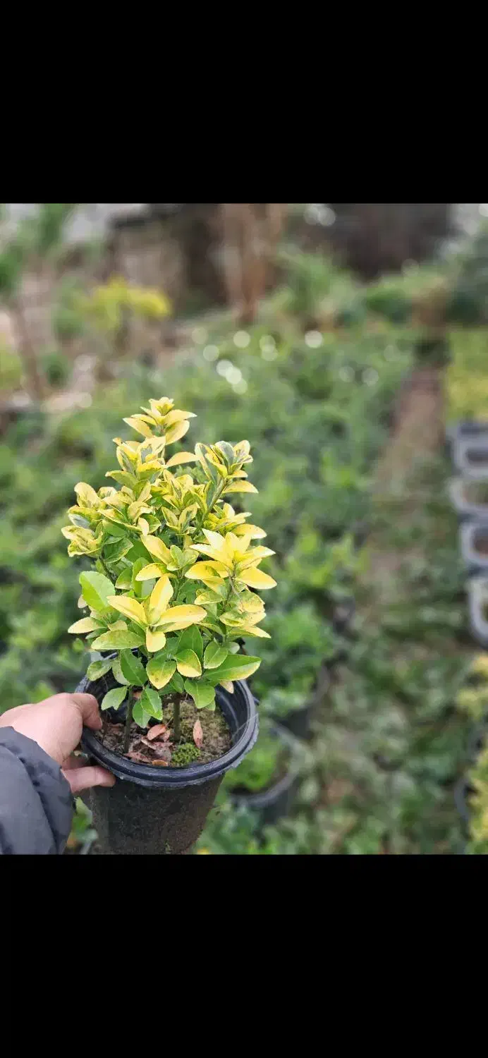 شمشا د طلایی|خدمات باغبانی و درختکاری|رامسر, |دیوار