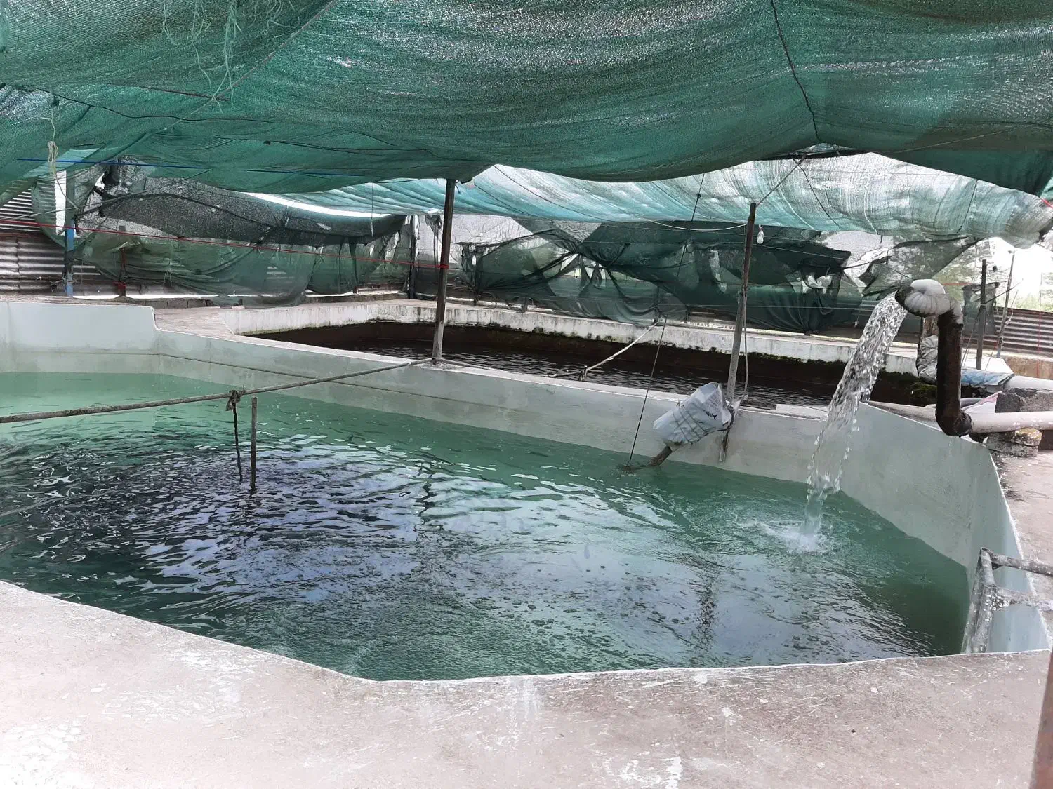 کارگر متاهل برای کار در پرورش ماهی|استخدام صنعتی، فنی، مهندسی|آمل, |دیوار