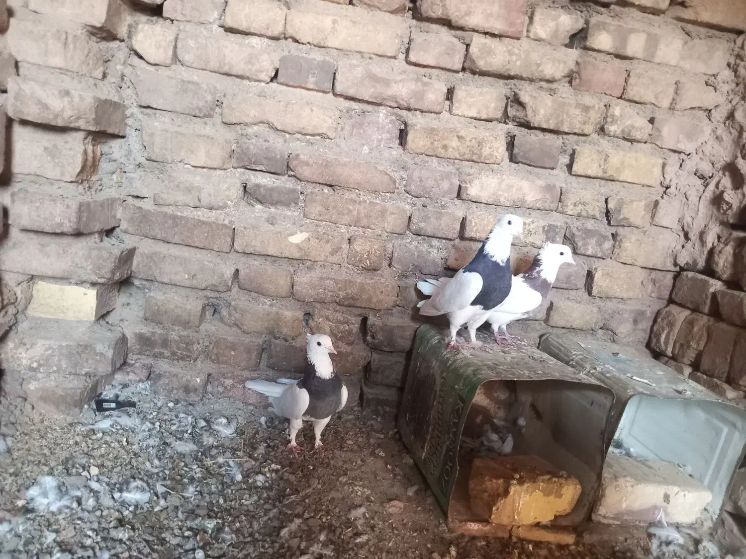 کفتر|پرنده|سده (خراسان جنوبی), |دیوار