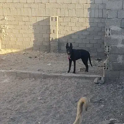 سگ اصیل نگهبانی(میکس گریدین و دوبرمن)|سگ|سیرجان, |دیوار
