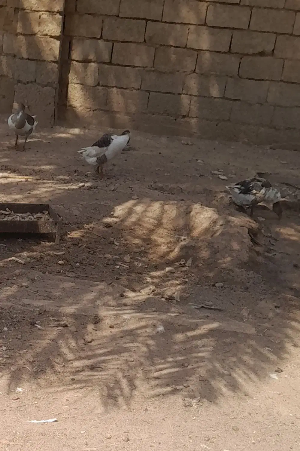 غاز محلی|حیوانات مزرعه|اهواز, پردیس|دیوار