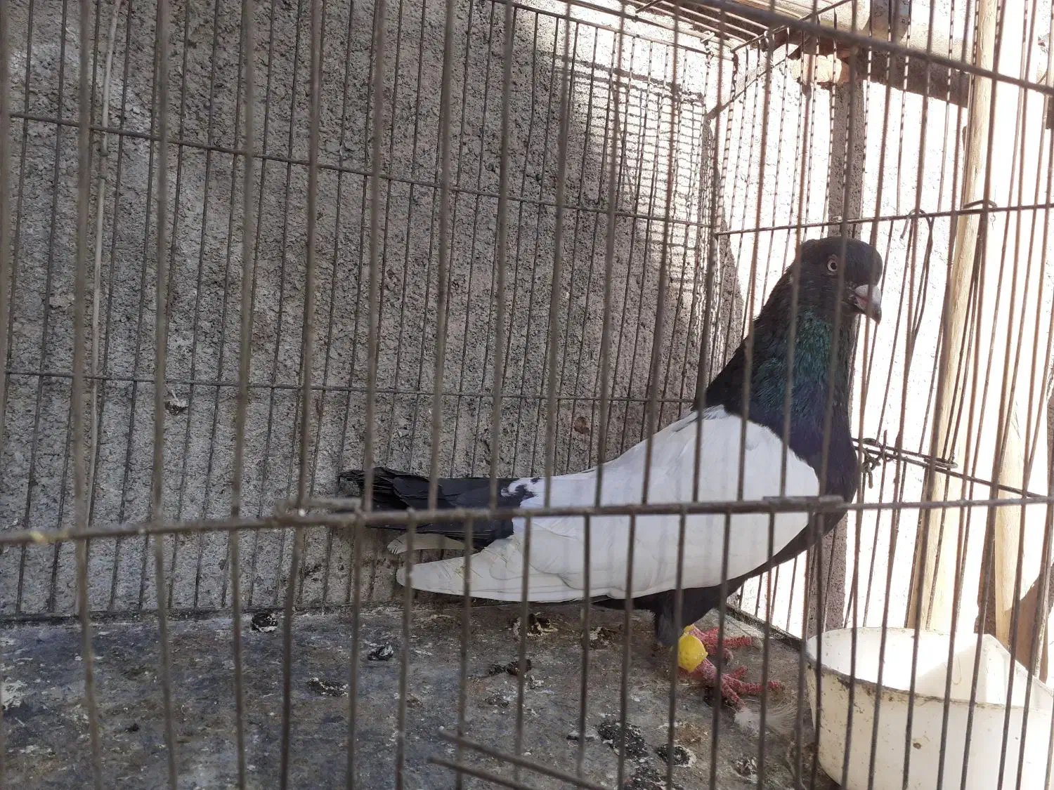 کبوتر|پرنده|مشهد, امیرآباد|دیوار