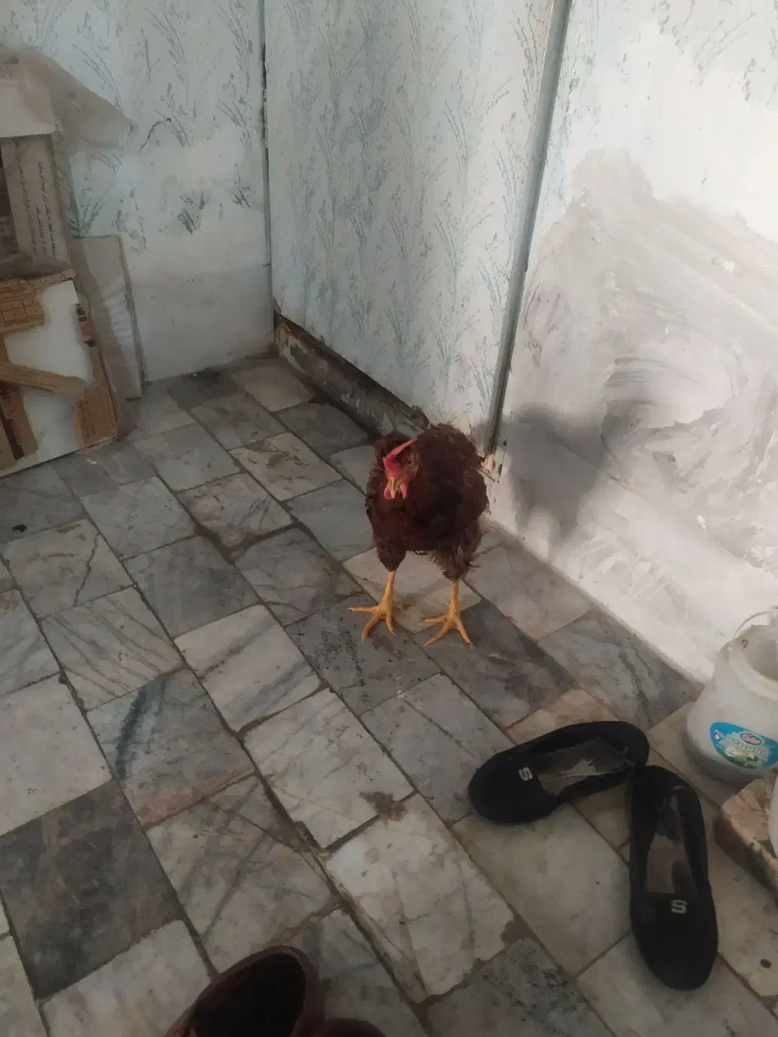 خروس جوان|حیوانات مزرعه|کرج, حسن آباد|دیوار