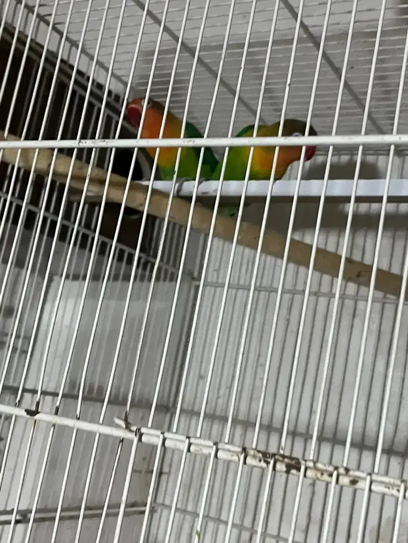 انواع پرنده معاوضه با قناری|پرنده|بیرجند, |دیوار