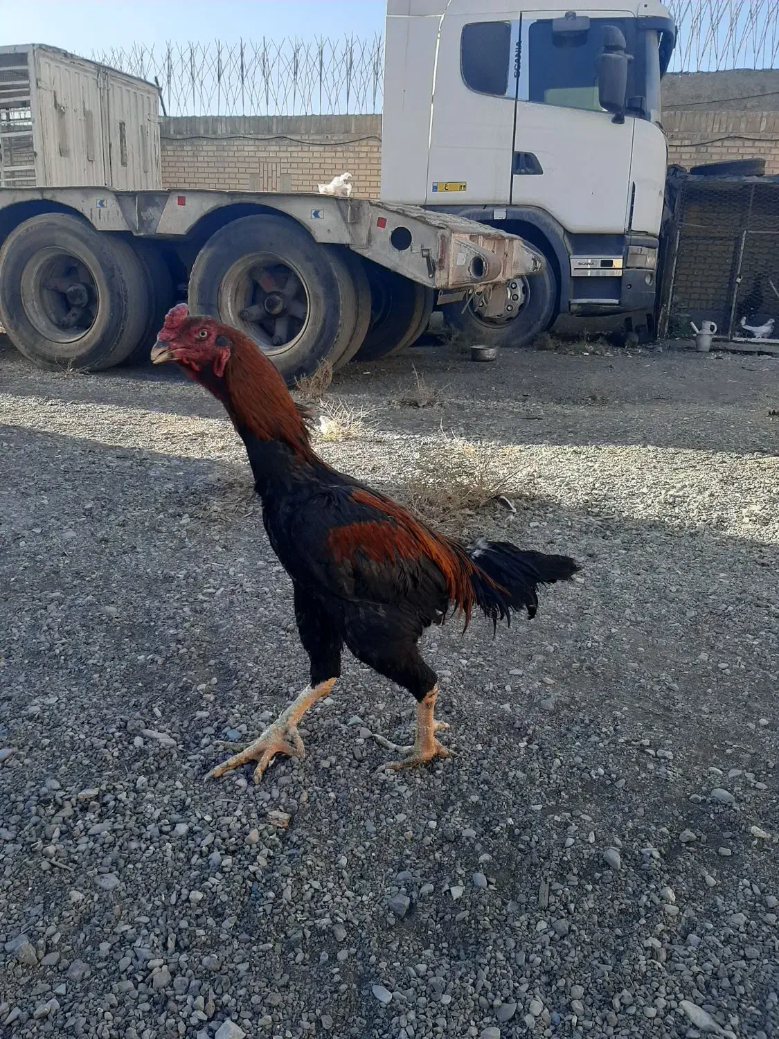 حیوانات خروس لاری|حیوانات مزرعه|اسلامشهر, ملکآباد|دیوار