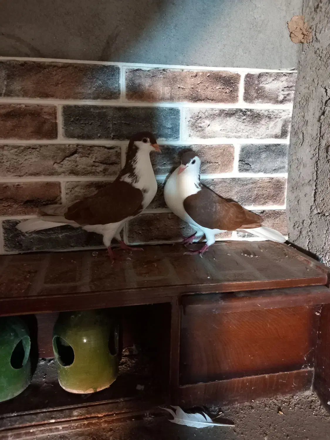 کبوتر چادری یا افشون|پرنده|بندر انزلی, سید آسیه|دیوار