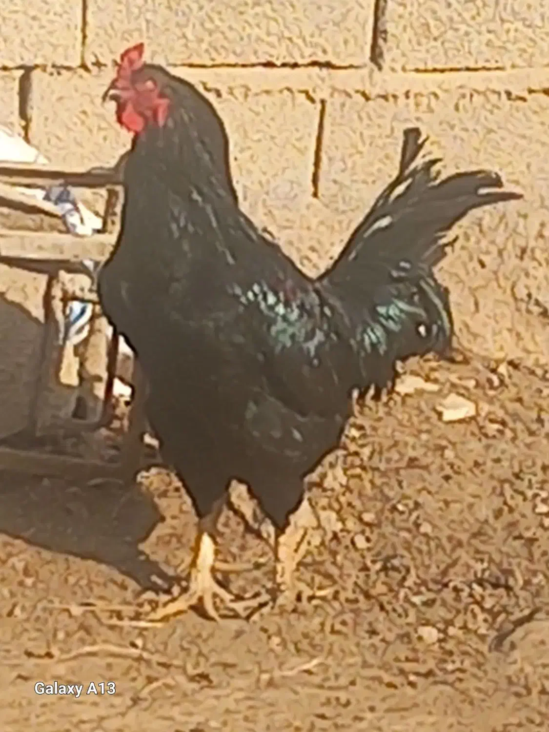 خروس|پرنده|ایلخچی, |دیوار