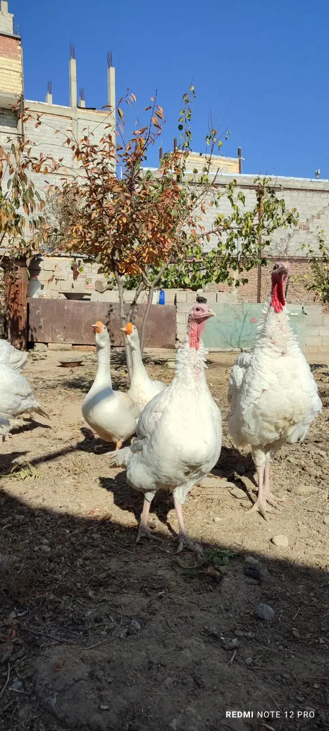 بوقلمون نژاد هلندی بیوتی۶|حیوانات مزرعه|اردبیل, |دیوار