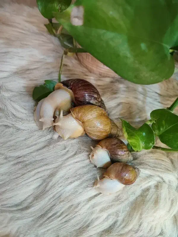 حلزون اچاتینا|خزنده|تهران, فلاح|دیوار