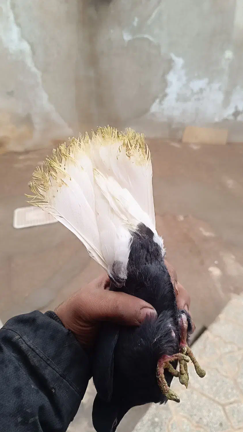 نرماده کلاغ دم سفید عروسک|پرنده|کرمان, |دیوار