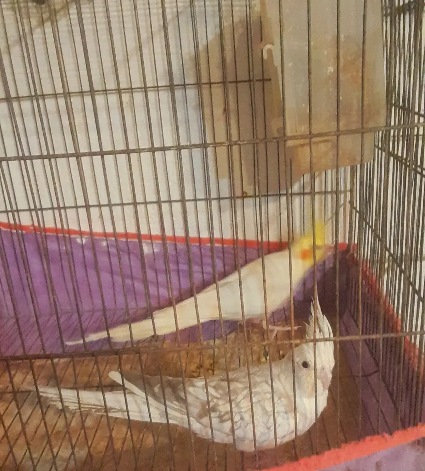 عروس هلندی ، م با ملنگو یا جوجه راهب|پرنده|شیراز, شهرک پرواز|دیوار