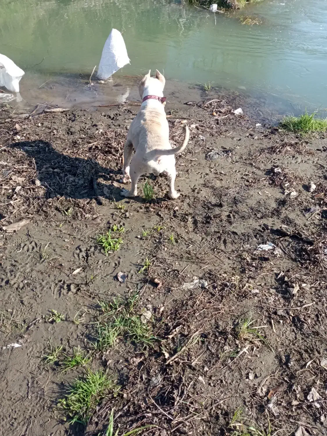 سگ پیت بول|سگ|لاهیجان, کوی خزر|دیوار