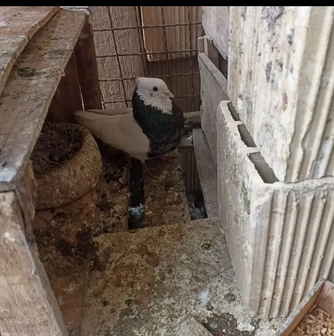 طوق هفت رنگ|پرنده|کرخه, |دیوار