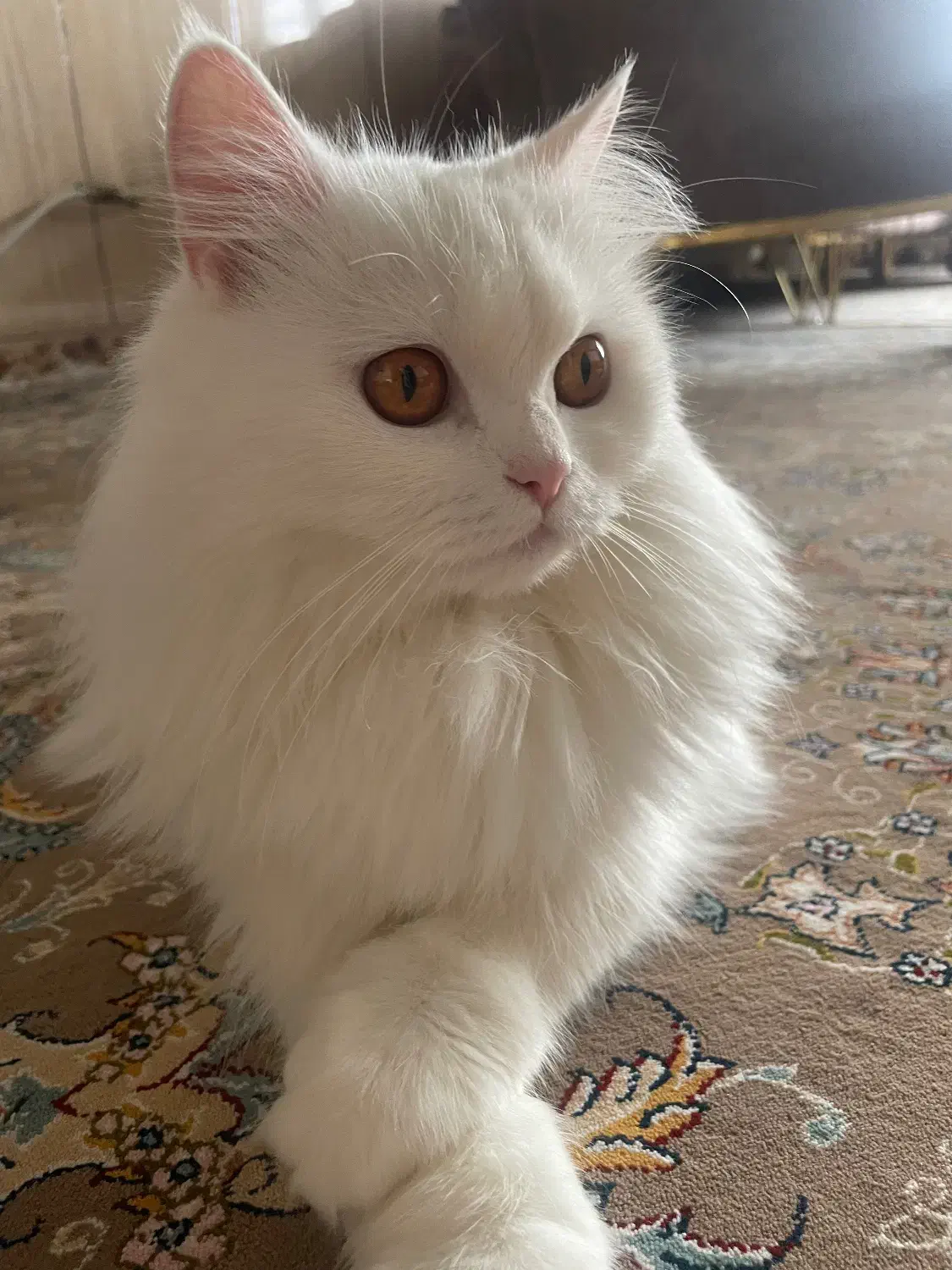 گربه|گربه|بانه, |دیوار