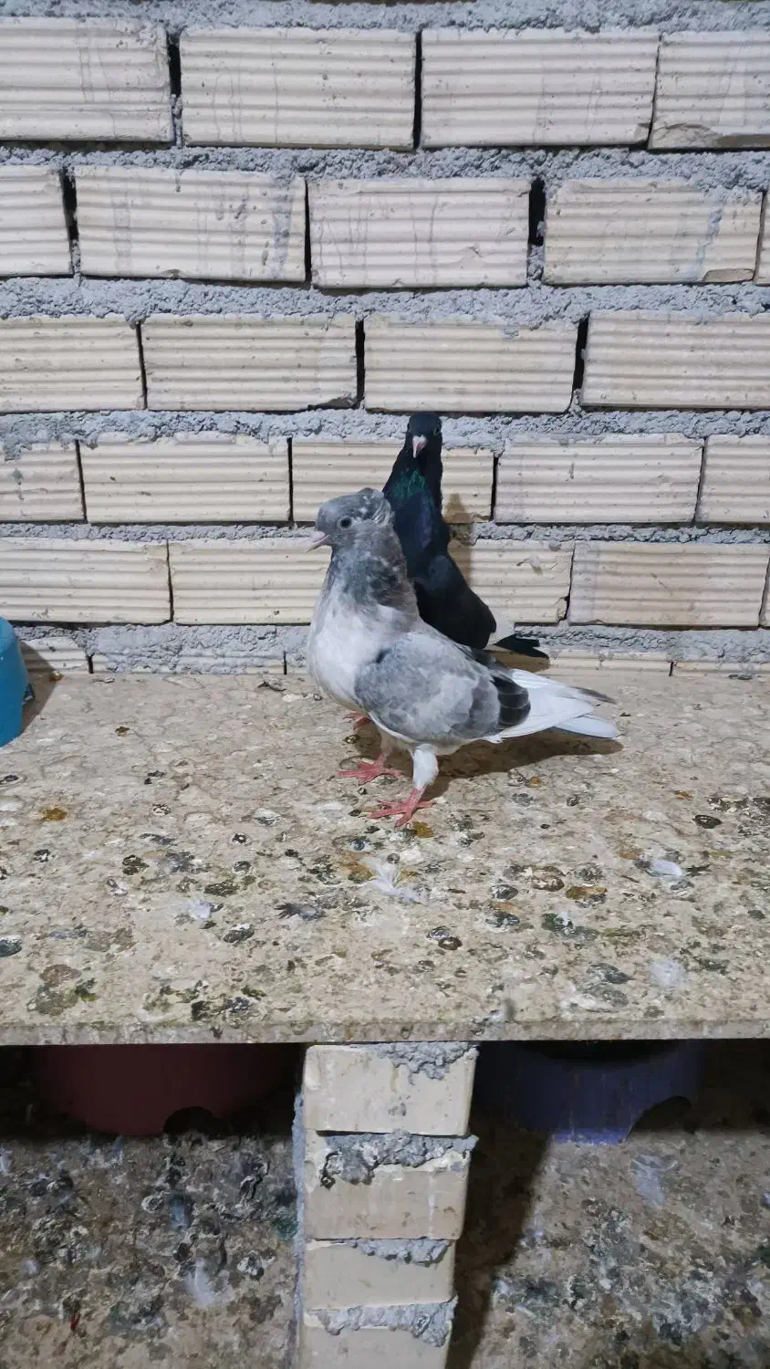 کبوتر|پرنده|بندر ماهشهر, |دیوار