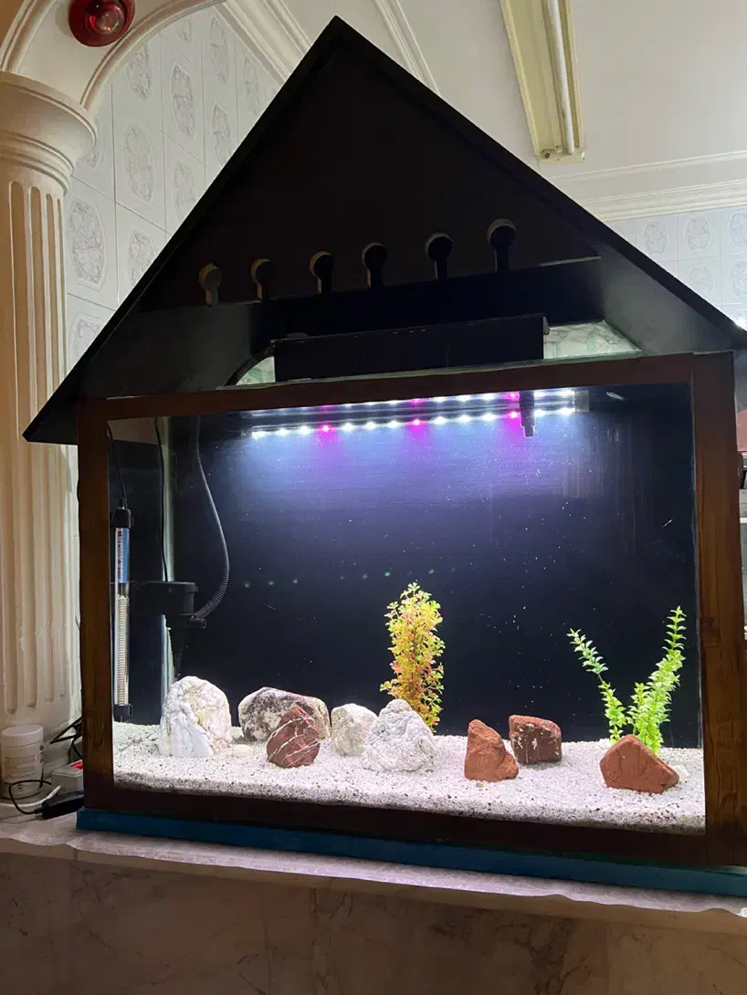 اگواریوم|ماهی|بندرعباس, |دیوار