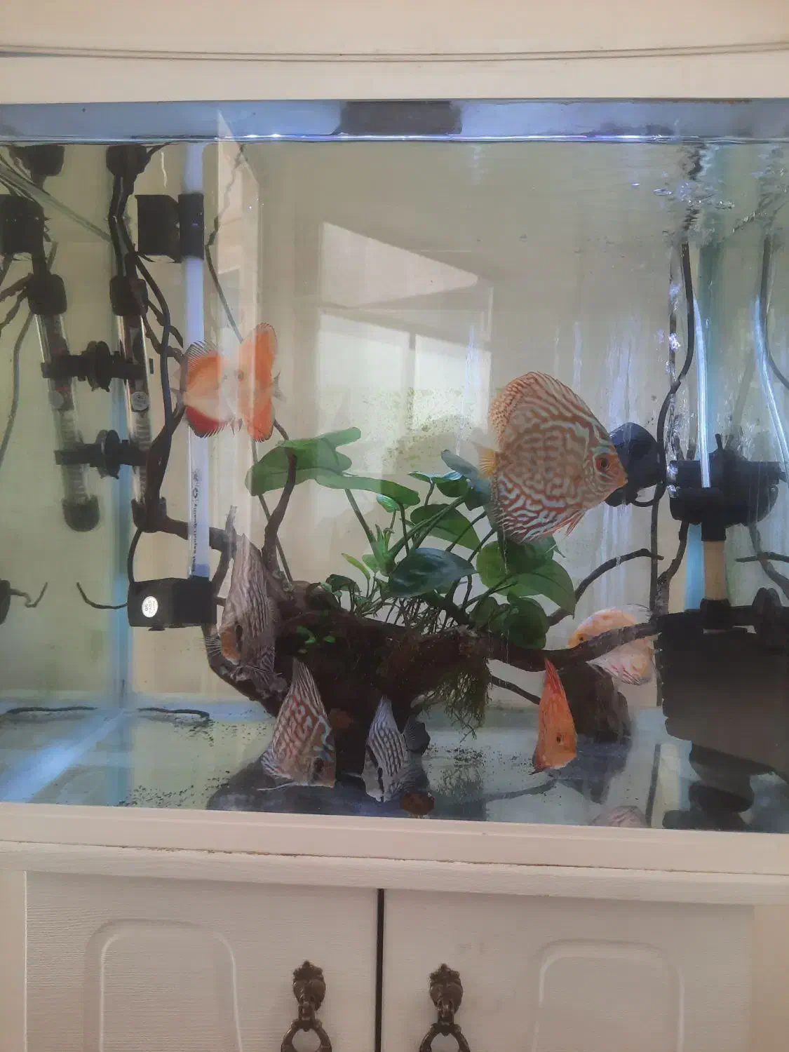 ماهی دیسکس|ماهی|اصفهان, فرح آباد|دیوار