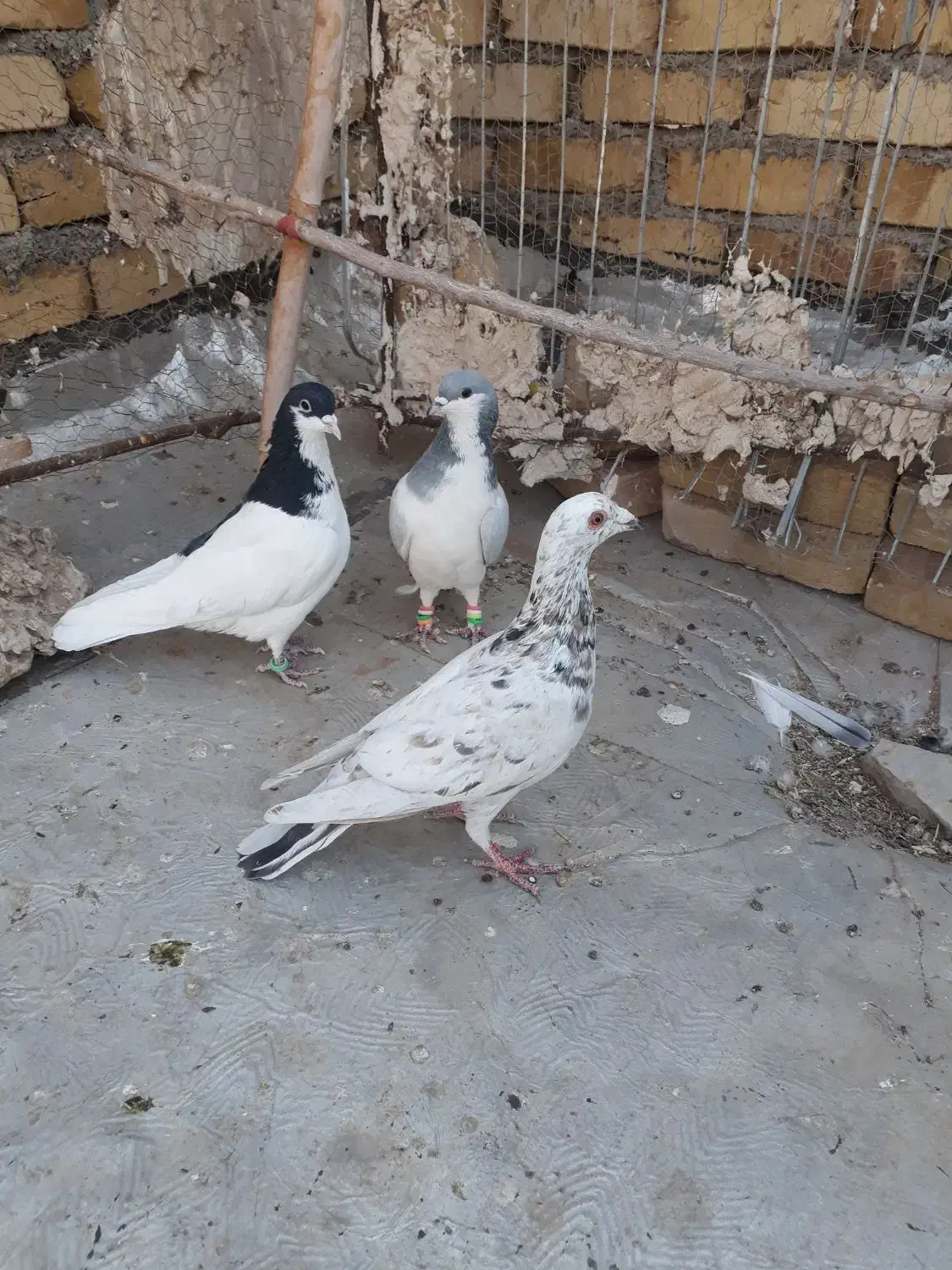 کبوترخوشتیپ|پرنده|تاکستان, |دیوار