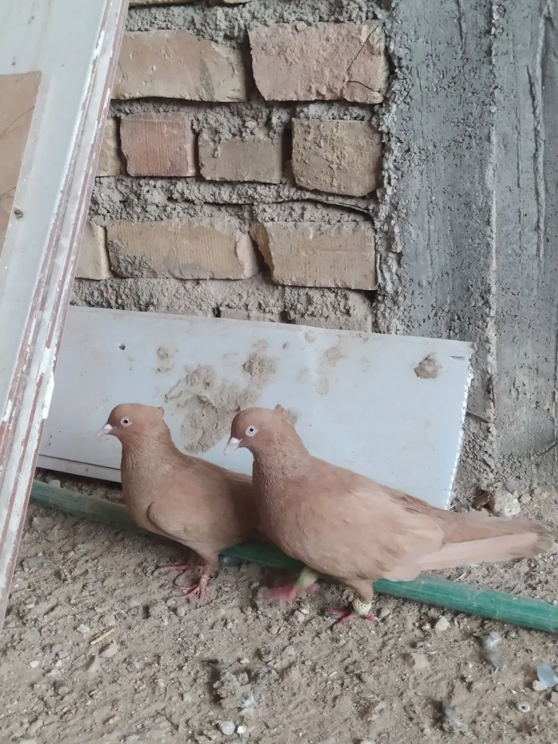 کفتر|پرنده|زرقان, |دیوار