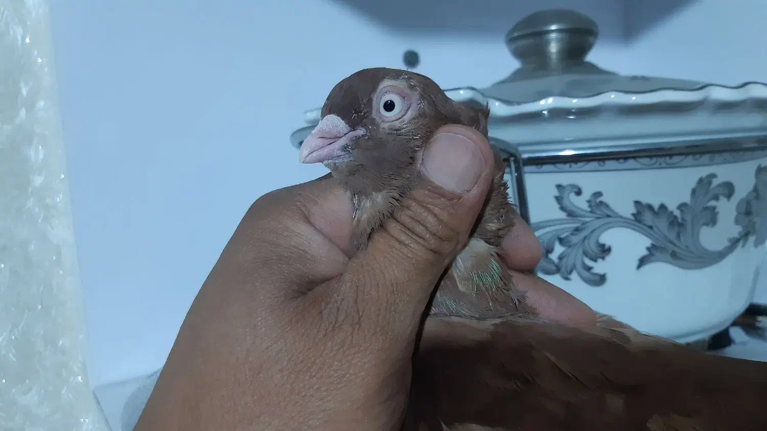 صرب سرخ ابادانی|پرنده|شیراز, شهرک مهرگان|دیوار