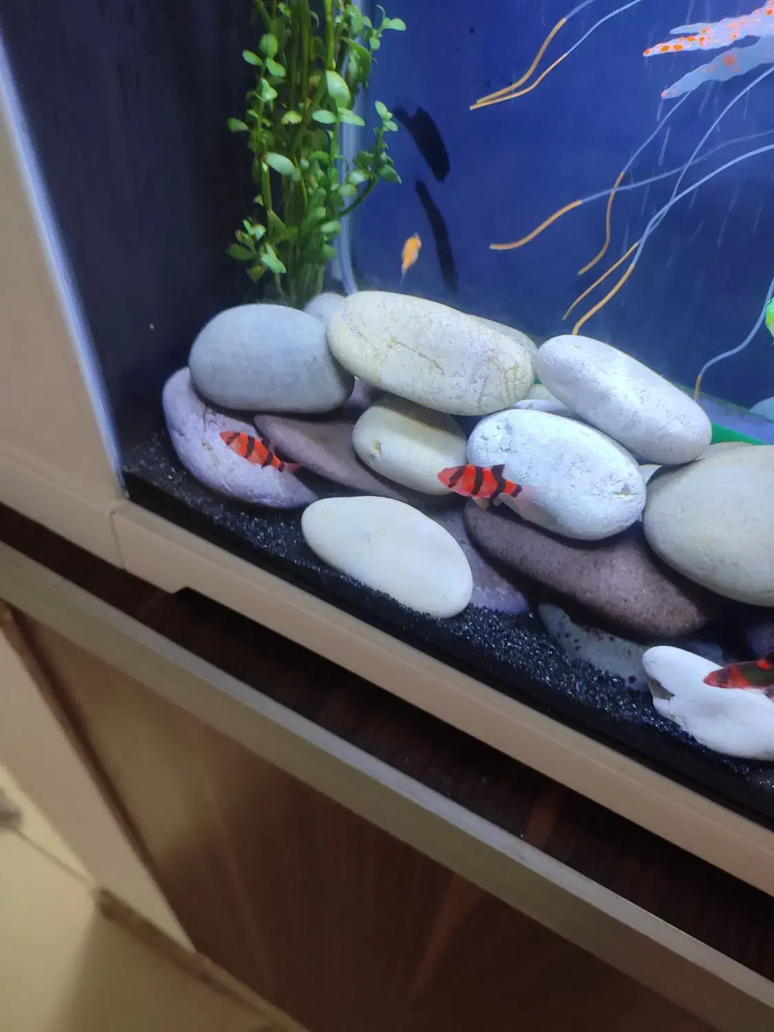 ماهی تایگر بارب|ماهی|ری, سیزده آبان|دیوار