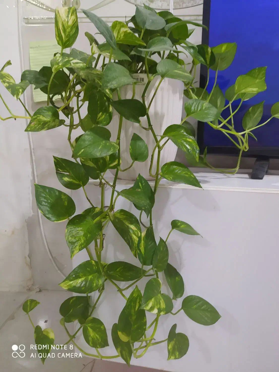 گل آپارتمانی|گل و گیاه طبیعی|بندر گناوه, |دیوار