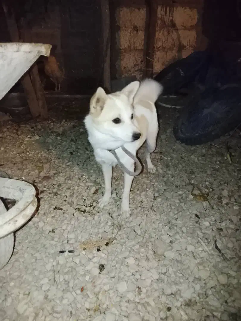 فیروزآباد|سگ|فیروزآباد (فارس), |دیوار