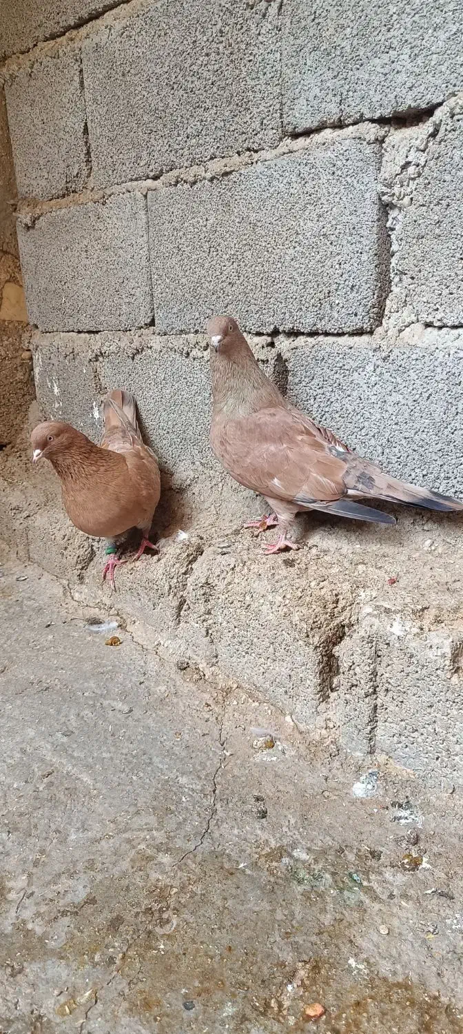 کله ای تاپ|پرنده|اهواز, کیانپارس |دیوار