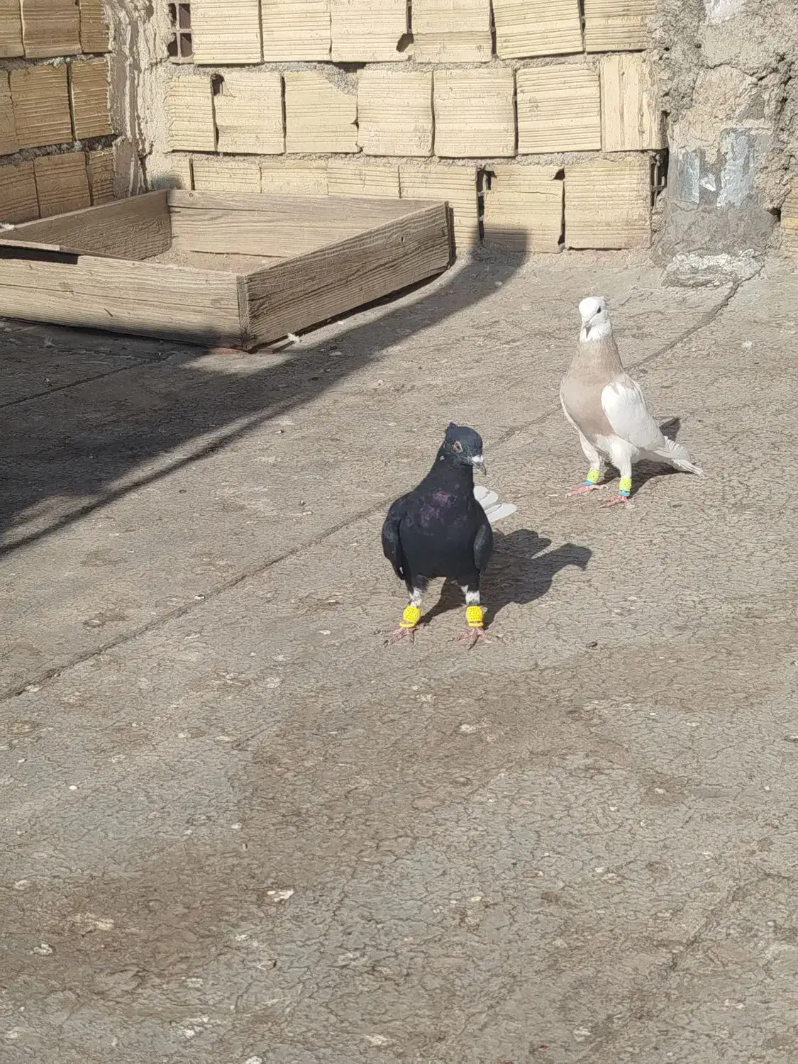 کفتر زل دم سفید طوقی هفت‌رنگ خطی|پرنده|محمدیه-قزوین, |دیوار