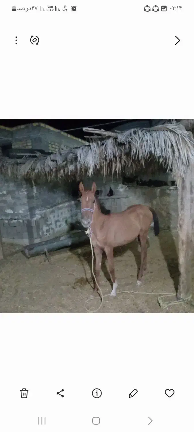 کره مادیان دره شوری|اسب و تجهیزات اسبسواری|جهرم, |دیوار