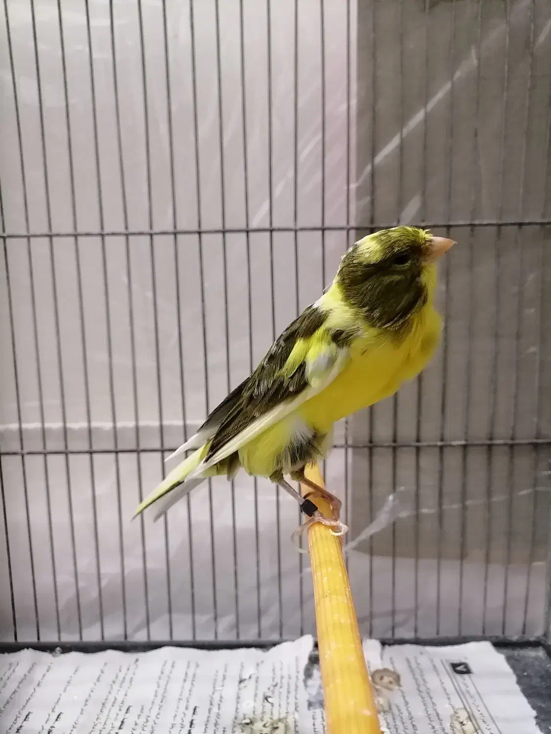 قناری ماده رسمی بلند|پرنده|تهران, جابری|دیوار