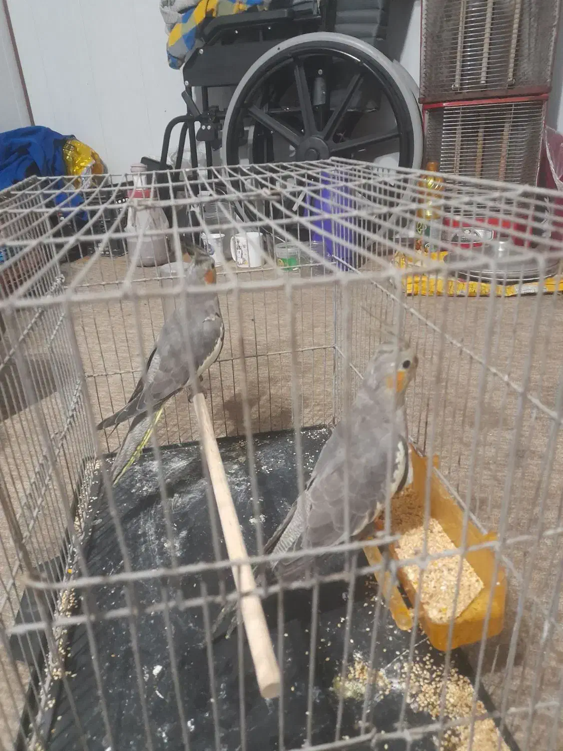 یک جفت عروس هلندی نر ماده قشنگ|پرنده|هادی شهر, |دیوار