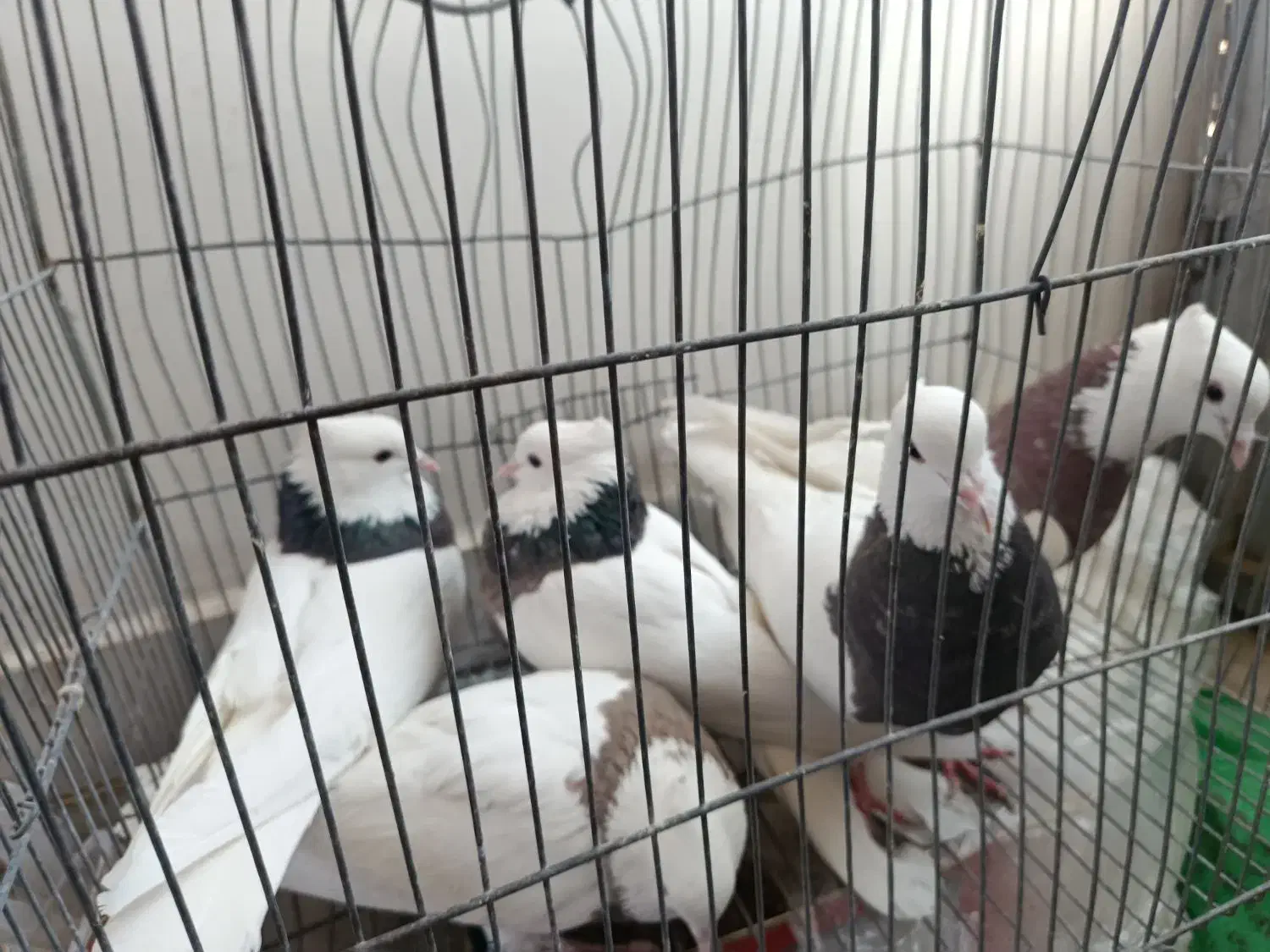 کبوتر طوقی|پرنده|مبارکه, |دیوار