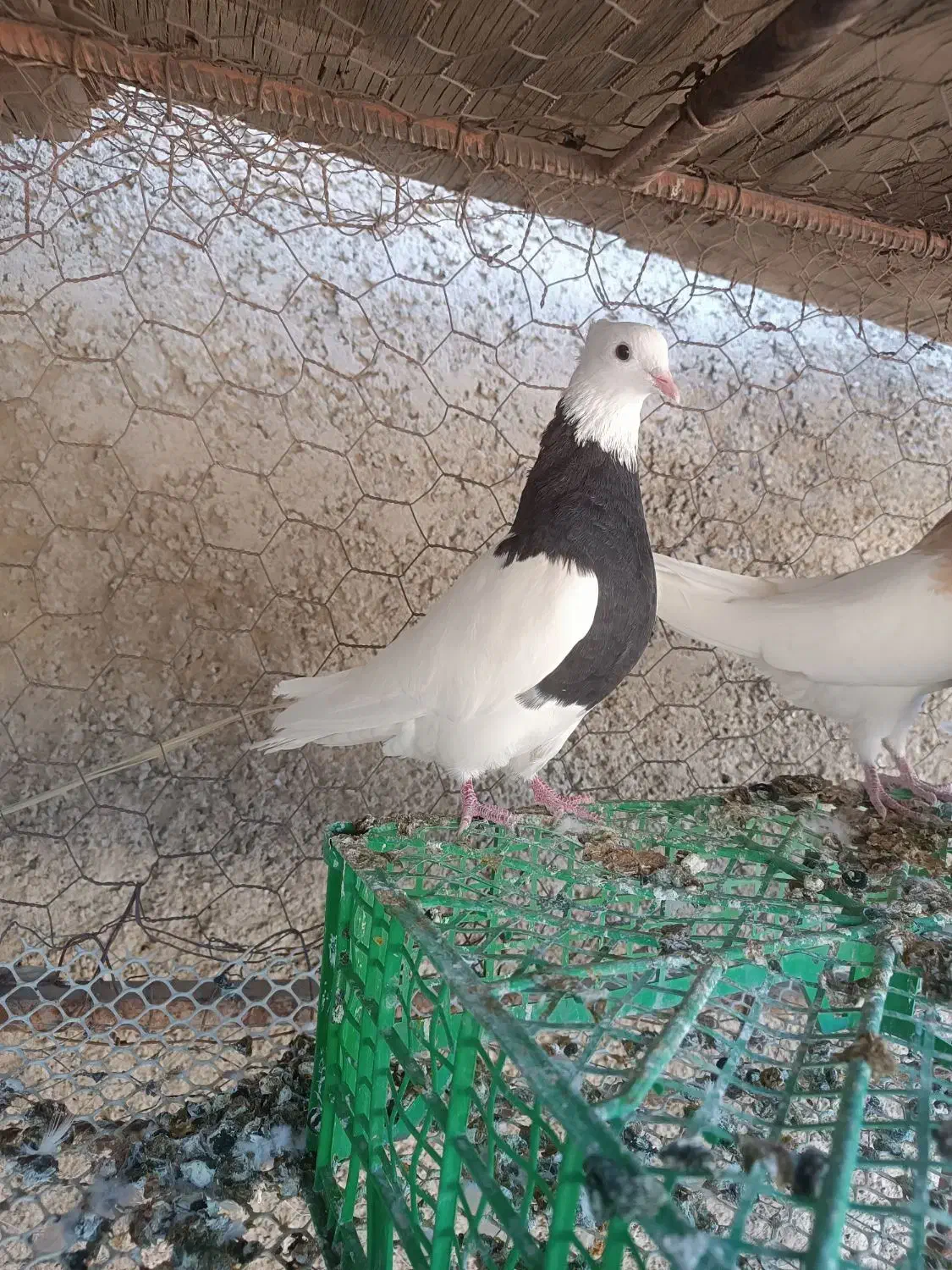 طوقی ماده|پرنده|سیروان, |دیوار