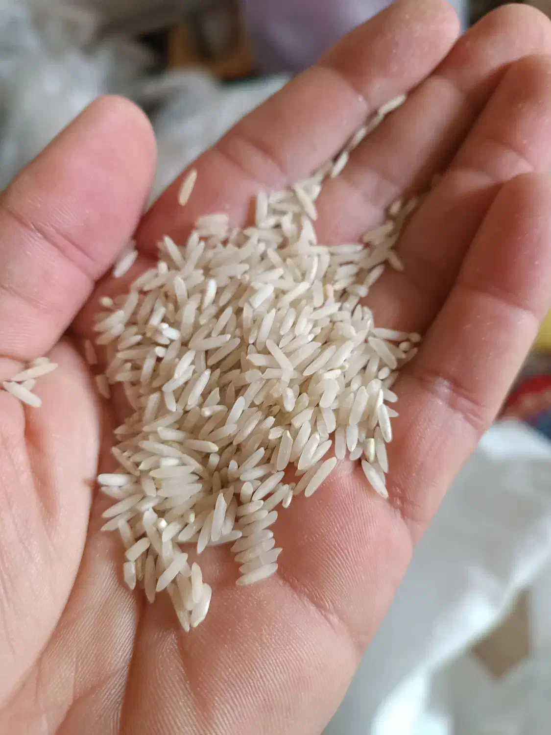 برنج ضیغمی طارم|عمده‌فروشی|سیروان, |دیوار