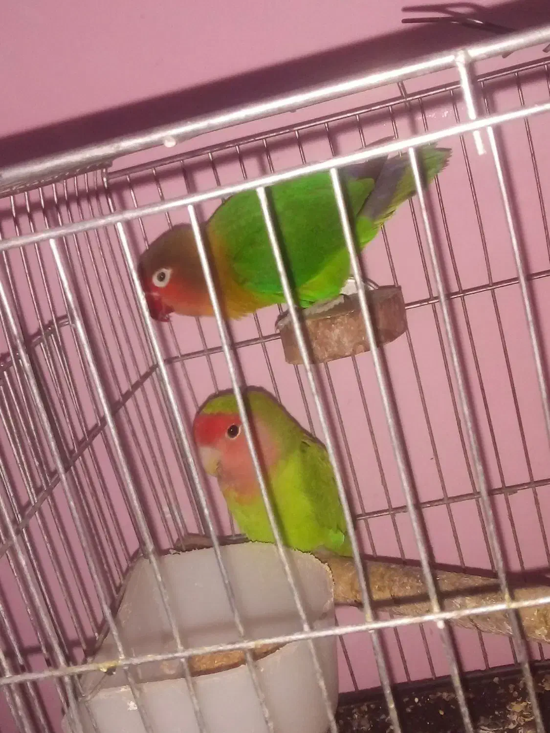 طوطی برزیلی باقفس|پرنده|شاهدشهر, |دیوار