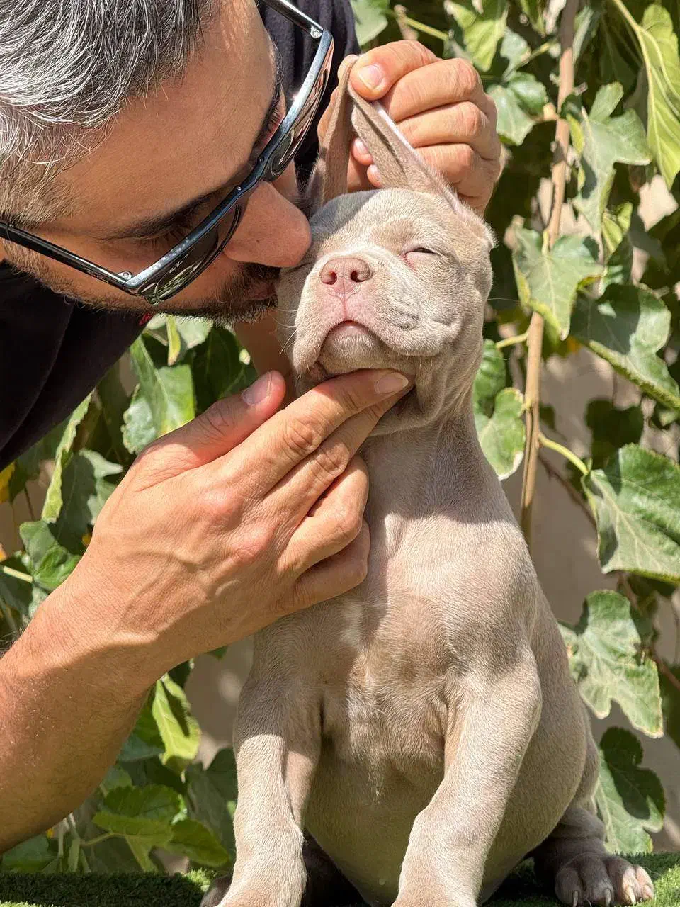 امریکن بولی|سگ|تهران, امیریه|دیوار