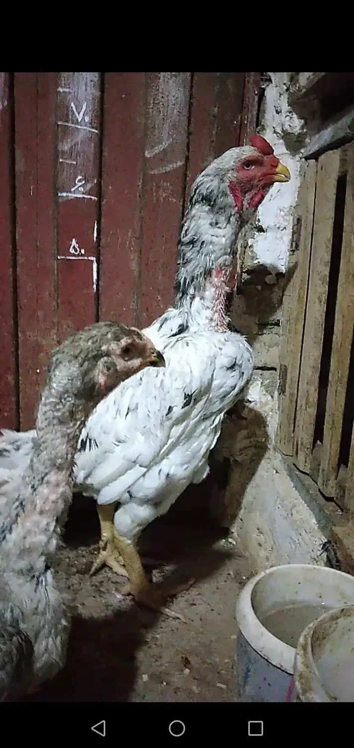 خروس لاری اصیل طوسی پرمرغی|حیوانات مزرعه|آق قلا, |دیوار