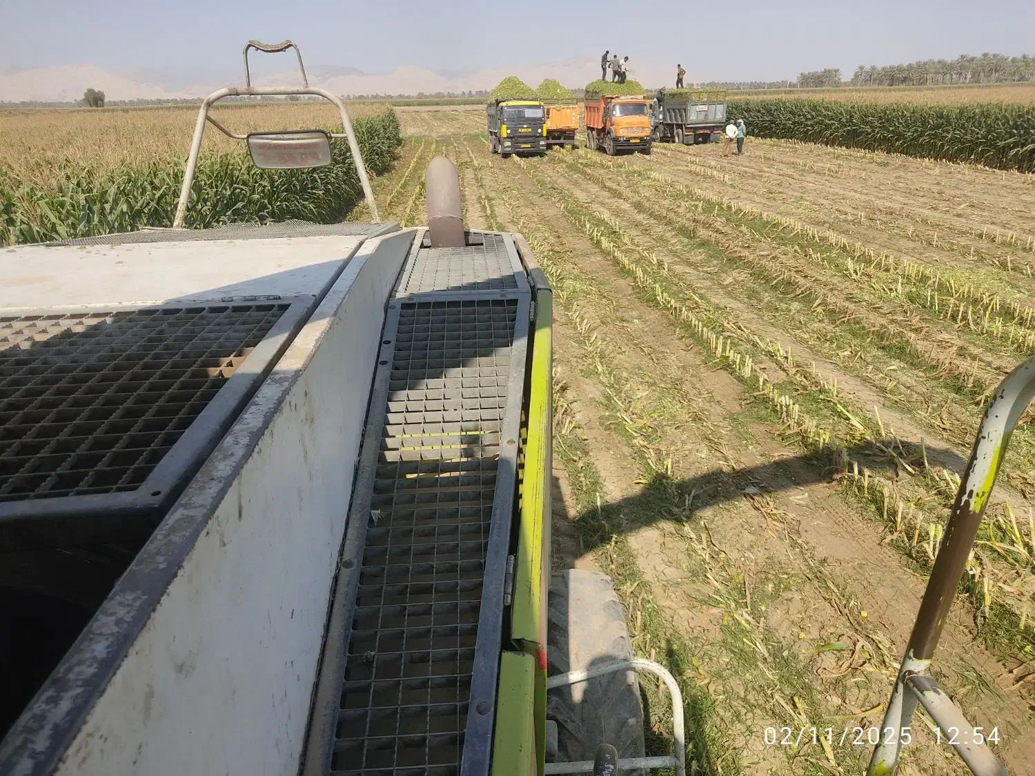 فروش ذرت علوفه فله و بسته بندی|عمده‌فروشی|فاریاب, |دیوار